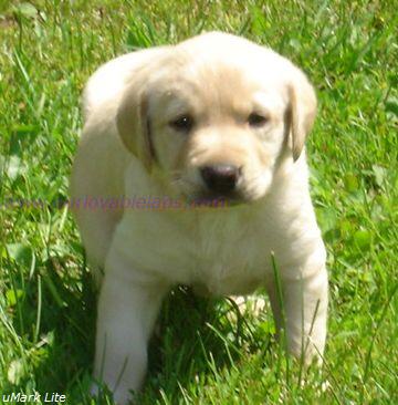 Puppies in EAST CENTRAL